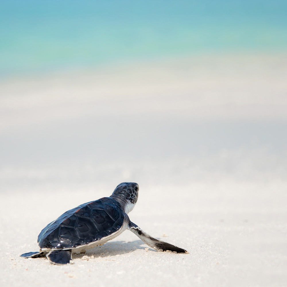 Maria Nila the Friendly year