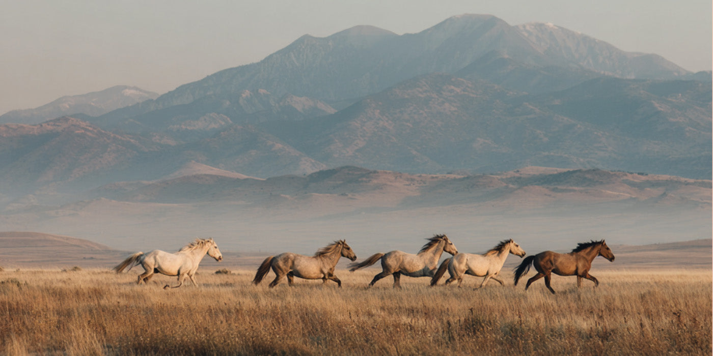 Ett samtal med Clare Staples, grundare av Skydog Ranch & Sanctuary
