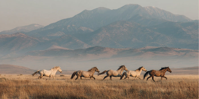 Ett samtal med Clare Staples, grundare av Skydog Ranch & Sanctuary