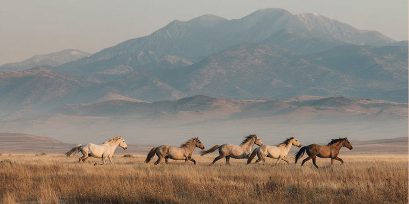 Ett samtal med Clare Staples, grundare av Skydog Ranch & Sanctuary