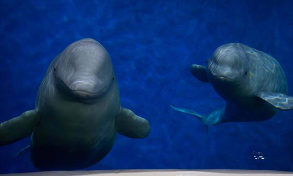 The Friendly Year 2021 - Save the Belugas